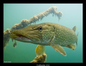 Northern Pike by Beate Seiler 